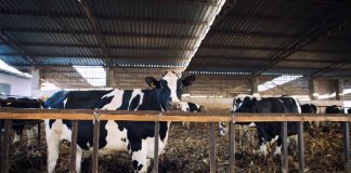 El Gobierno aprueba la voluntariedad de que las ganaderías dispongan de veterinario y de un plan sanitario