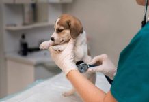 Una veterinaria logra que la justicia le reconozca el derecho a una prestación por riesgo durante la lactancia