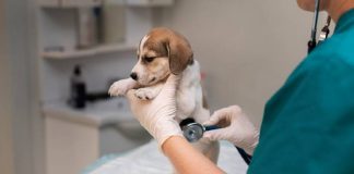 Una veterinaria logra que la justicia le reconozca el derecho a una prestación por riesgo durante la lactancia