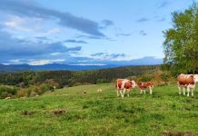 El Gobierno autoriza distribuir 158,2 millones entre las CCAA para financiar intervenciones de desarrollo rural