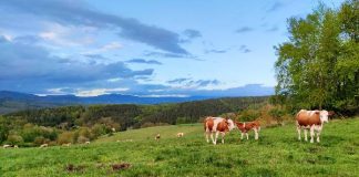 El Gobierno autoriza distribuir 158,2 millones entre las CCAA para financiar intervenciones de desarrollo rural
