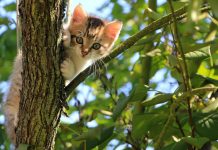 PACMA recurre en los tribunales la ordenanza de protección animal de Bilbao por contradecir la ley estatal y autonómica