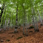 El Derecho Foral Aragonés en las compraventas: la tradición jurídica que todos tenemos… aunque pocos conocen