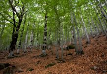 El Derecho Foral Aragonés en las compraventas: la tradición jurídica que todos tenemos… aunque pocos conocen