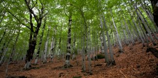 El Derecho Foral Aragonés en las compraventas: la tradición jurídica que todos tenemos… aunque pocos conocen