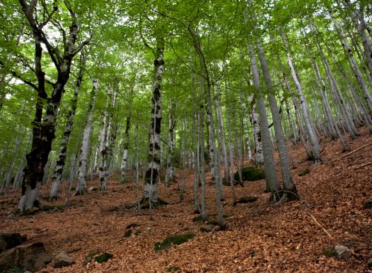 El Derecho Foral Aragonés en las compraventas: la tradición jurídica que todos tenemos… aunque pocos conocen