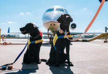 El TJUE dicta que las aerolíneas no deben pagar por pérdida de mascota compensación mayor que por un equipaje