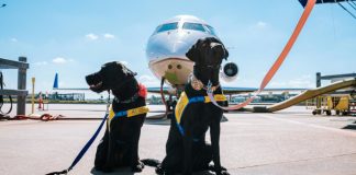 El TJUE dicta que las aerolíneas no deben pagar por pérdida de mascota compensación mayor que por un equipaje