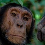 Derechos Sociales precisa que la Ley Goodall no equiparará derechos de grandes simios con los de las personas