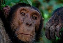 Derechos Sociales precisa que la Ley Goodall no equiparará derechos de grandes simios con los de las personas