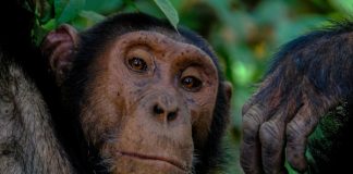 Derechos Sociales precisa que la Ley Goodall no equiparará derechos de grandes simios con los de las personas