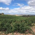 El Ejecutivo adapta la normativa de viñedos y vino al nuevo paquete legislativo del vino europeo