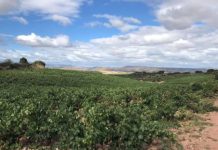 El Ejecutivo adapta la normativa de viñedos y vino al nuevo paquete legislativo del vino europeo