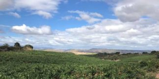 El Ejecutivo adapta la normativa de viñedos y vino al nuevo paquete legislativo del vino europeo