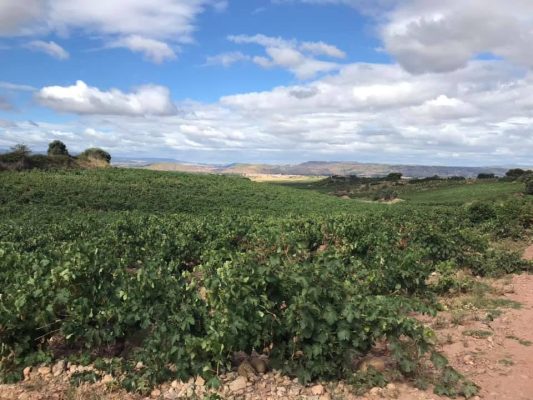 El Ejecutivo adapta la normativa de viñedos y vino al nuevo paquete legislativo del vino europeo