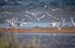 La CE advierte a España por incumplir una sentencia sobre protección de aves La CE advierte a España por incumplir una sentencia sobre protección de aves