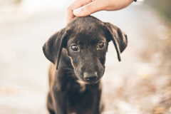 INTERcids propone la creación de un Turno de Oficio especial para la protección de animales Un cachorro de perro