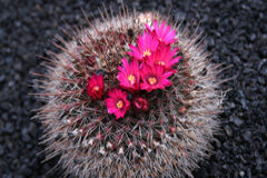 Ya se encuentran disponibles las novedades editoriales de Thomson Reuters de marzo Cactus