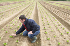 Integración del Régimen Especial Agrario de la Seguridad Social en el Régimen General de la Seguridad Social Campo de cultivo