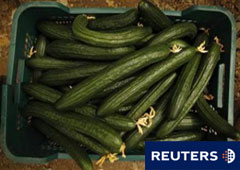 Un cajón con pepinos en Algarrobo, cerca de Málaga, el 30 de mayo de 2011.