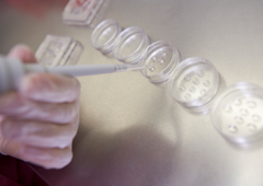 Una persona en un laboratorio trabajando con embriones
