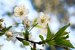 Descubre las novedades de Thomson Reuters para el mes de abril Flores