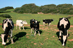 Condenado por explotar a un empleado que trabajaba como vaquero en una finca de una localidad de Ávila Ganadería