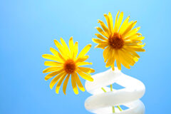 Un estudio revela un incremento de M & A en energías renovables Dos girasoles saliendo de una bombilla