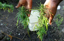 Detenidos en España tres intermediarios de tráfico de hachís Detenidos en España tres intermediarios de tráfico de hachís