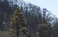 Controlado el incendio de la Palma Controlado el incendio de la Palma