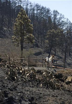 Controlado el incendio de la Palma