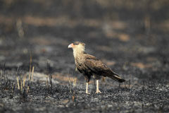 El Gobierno podrá llamar a parados para que colaboren en tareas de limpieza de zonas incendiadas Un pájaro en una zona incendiada