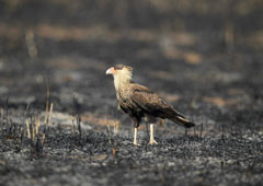 Un pájaro en una zona incendiada