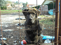 Condenado el propietario de una perra por maltratarla y dejarla al borde la muerte Perro