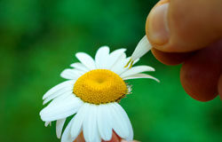 Deshojando la margarita de la subida de impuestos Margarita siendo deshojada