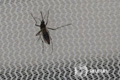 Hallan una nueva evidencia de vínculos entre Zika y malformaciones congénitas Un mosquito Aedes aegypti, que transmite el virus de Zika, en un laboratorio de control de plagas en Seibersdorf, Austria, el 10 de febrero de 2016