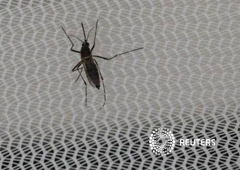 Un mosquito Aedes aegypti, que transmite el virus de Zika, en un laboratorio de control de plagas en Seibersdorf, Austria, el 10 de febrero de 2016