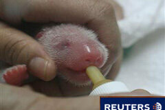 Nacen dos crías de oso panda en el Zoo de Madrid Imagen facilitada por el Zoo de Madrid de la segunda cría, poco después de nacer, siendo alimentada con biberón.