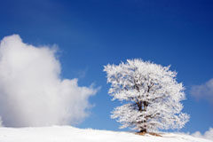 Thomson Reuters presenta las novedades editoriales de enero Paisaje helado