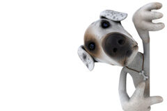 Un juez de Valladolid otorga la «custodia compartida» de un perro a una pareja que pleiteaba por la propiedad del animal Perro