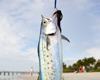Por la boca muere el pez Por la boca muere el pez