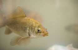 La pescadilla que muerde la cola de los créditos La pescadilla que muerde la cola de los créditos