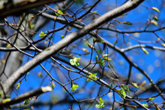 Thomson Reuters presenta las novedades editoriales de mayo Brotes en la rama de un árbol