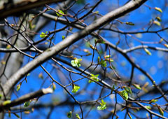 Brotes en la rama de un árbol