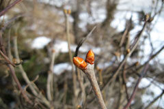 Thomson Reuters presenta las novedades de febrero Un brote en una rama