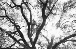 Andando por las ramas Andando por las ramas