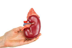 El Tribunal Supremo confirma la primera condena dictada por un delito de tráfico ilegal de órganos Riñón