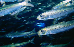 Vigilando que no se arrime al ascua a la sardina Sardinas nadando