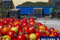 La UE tratará de acordar ayudas a los agricultores por el E.coli Un agricultor pasa junto a cosechas de tomate y pepino en El Ejido, Almería, el 1 de junio de 2011.