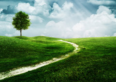 Camino Camino